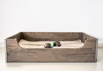 wooden dog basket. Bed for a dog made from wood. with a dog toy.