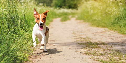 Small Jack Russell terrier dog running towards camera on dusty country road, grass on both sides,...