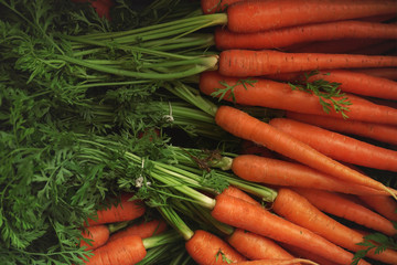 Heap of orange carrot roots with green leaves displayed at food market, closeup detail