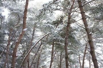 눈 내리는 겨울 산 속 소나무들