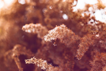 A beautiful bouquet of dried autumn herbs. Boho style. Macro foto.