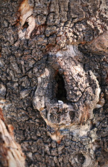 Tree trunk, moss and texture