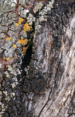 Tree trunk, moss and texture