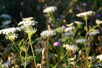 Wildflowers in a meadow, illuminated by warm sunset light. Selective focus.