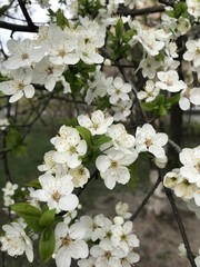 blooming cherry tree
