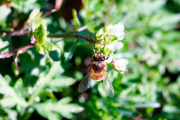 Yellow wasp on the flowers in the garden
