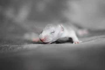 Baby rat pile Imagine Rattery