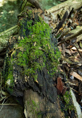 moss on tree trunk