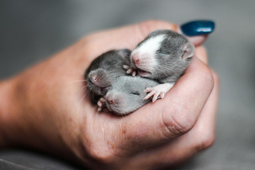 Baby rat Imagine Rattery