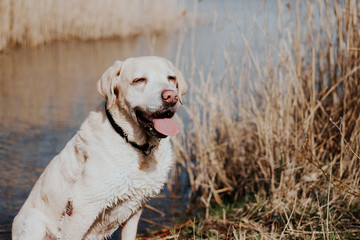 Labrador Retriever - alt