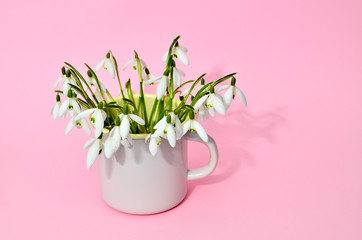 A cup of Fresh snowdrops bouquet with a ribbon on soft background