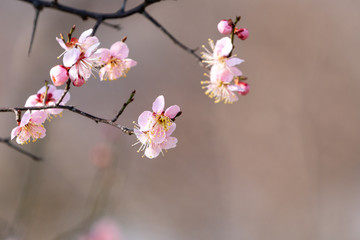 Obraz premium 앵두꽃