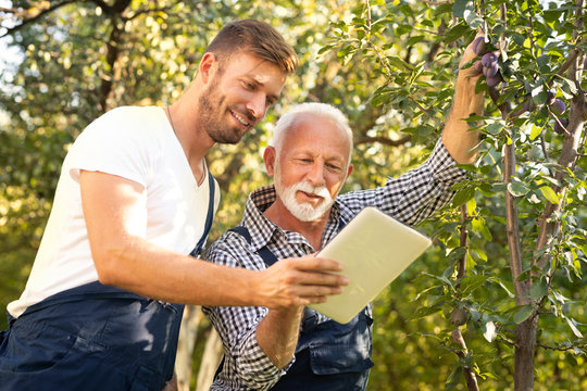 Senior Farmer Working With His Adult Son In Orchard