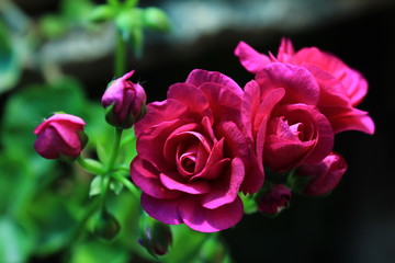 Manojo de Rosas