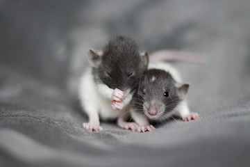 Baby rat Imagine Rattery