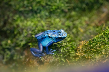 Dendrobate bleue
