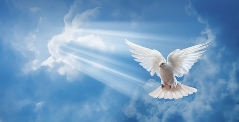 Dove in the air with wings wide open