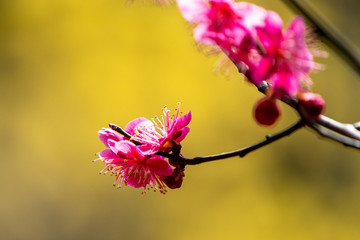 Obraz premium 홍매화