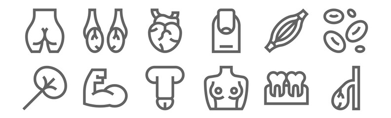 set of 12 human body icons. outline thin line icons such as gallbladder, breast, arm, muscle, heart, testicles © MacroOne
