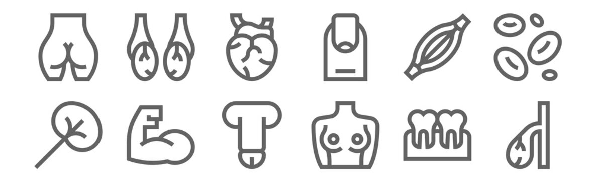 set of 12 human body icons. outline thin line icons such as gallbladder, breast, arm, muscle, heart, testicles
