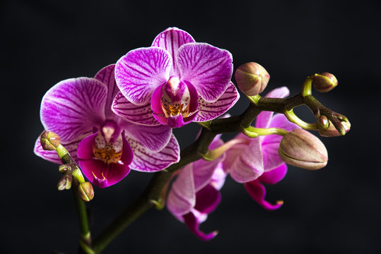 Blossom purple Phaleanopsis on dark background. Close-up image of orchid flower