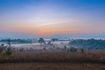 Morning light in the savanna forest of Thailand