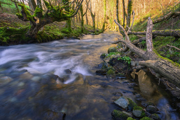 Fallen Trunk and Old Mossy Chestnut Tree on the Banks of a River