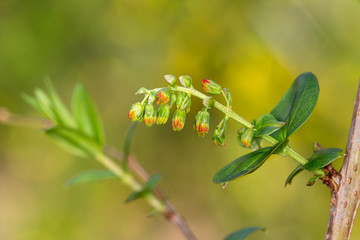 Macrophotographie de fleur sauvage - Corroyère - Coriara myrtifolia