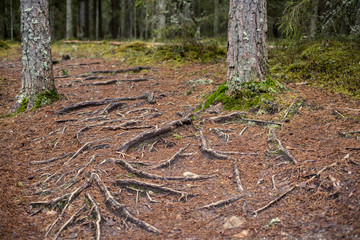 nature abstract pattern texture with vegetation and small leaves