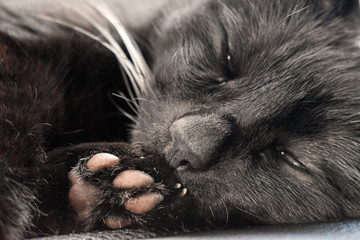 Closeup of a sweet sleeping black cat with the paw pads