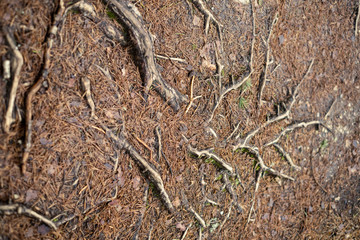 nature abstract pattern texture with vegetation and small leaves