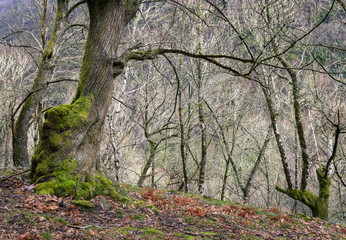 Twisted and mossy deciduous oak