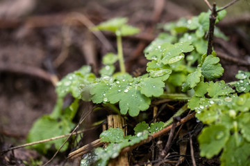 nature abstract pattern texture with vegetation and small leaves