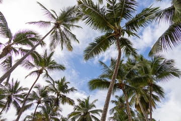 Fototapeta na wymiar Beautiful, high tropical palms, against a blue sky with clouds. Wallpaper use. Tropical paradise.