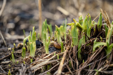 nature abstract pattern texture with vegetation and small leaves