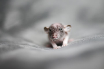 Baby rat Imagine Rattery
