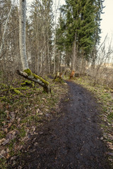 forest trees in sunny autumn day