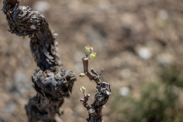 Naklejka premium Vine buds