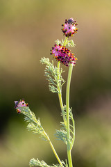 Macrophotographie de fleur sauvage - Fumeterre en épi - Platycapnos spicata