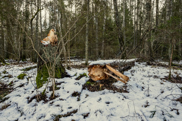 snow covered tree trunks and vegetation in abstract lush texture