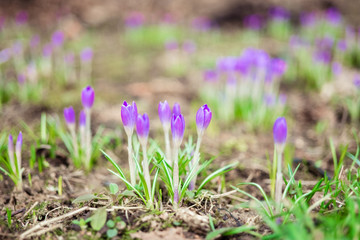 Obraz premium Early spring first flowers blooming. Violet crocus flowers close up macro on green background.