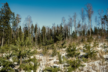 snow covered tree trunks and vegetation in abstract lush texture