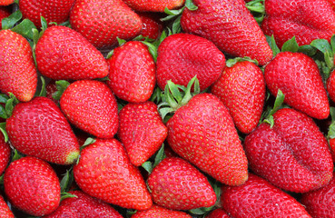 ripe strawberries just harvested