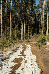 snowy pathway for walking in forest in winter