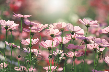 Cosmos pink flowers beautiful in nature with flare closed up image in the field background