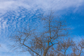 небо с ветками от деревьев, sky with branches from trees