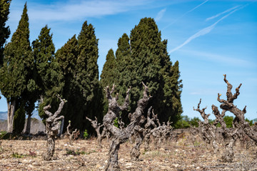  Vines in Roussillon
