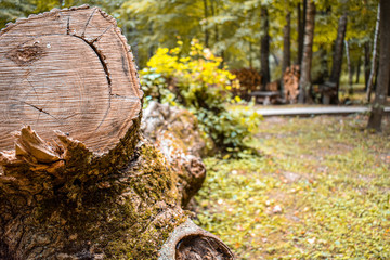 tree trunk in the park