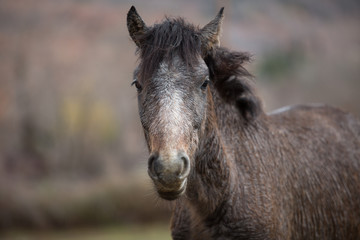 Naklejka na ściany i meble Dapple grey horse on a ranch. Close up picture of a Dapple Grey horse. 