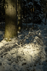 shadows under the trees in winter forest with low snow